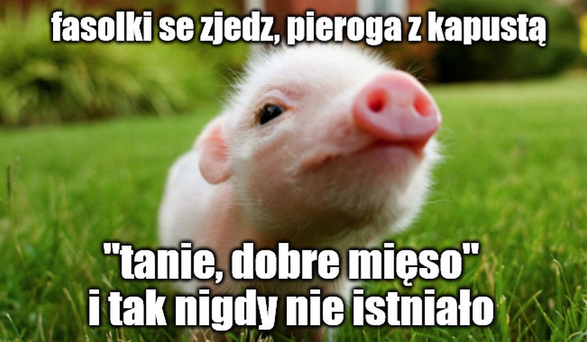 Sieć sklepów Aldi chce ścigać się na liczbę wegańskich produktów i ograniczanie odzwierzęcych składników