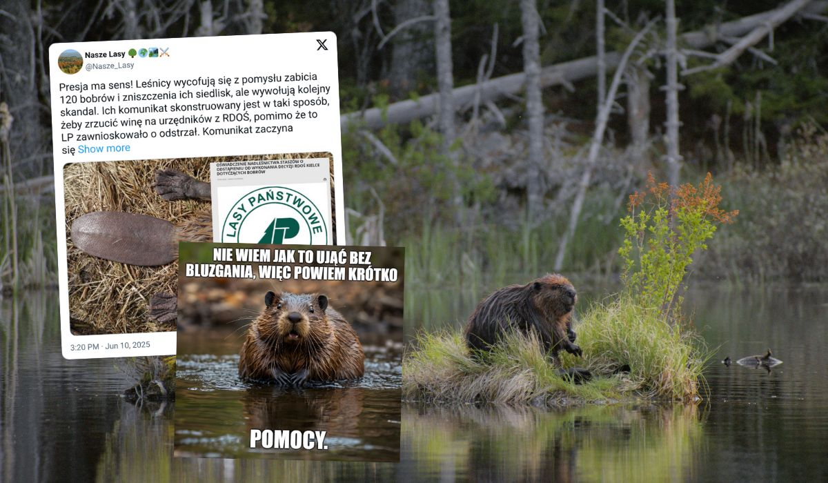 Staszów: odstrzał 120 bobrów został wstrzymany po protestach i chwili refleksji