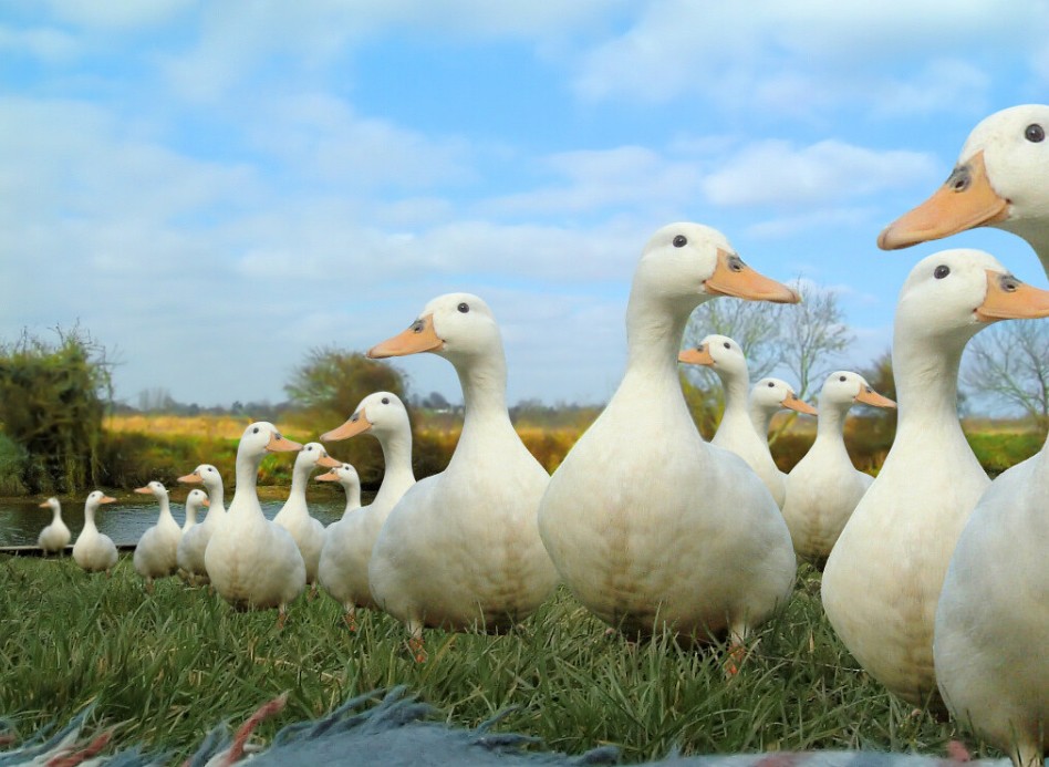 Pakistan: do walki z plagą szarańczy stanie armia stu tysięcy kaczek