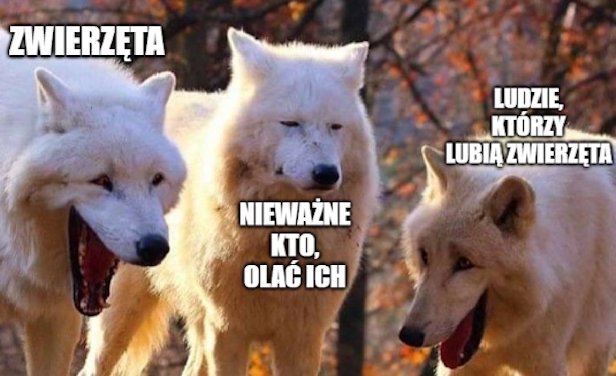 W Europie przybywa dużych drapieżników dzięki ochronie przyrody, wracają niedźwiedzie i orły i wilki