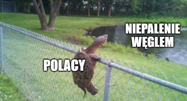 Sondaż: ponad 60% Polaków za odejściem od energetyki opartej na węglu 