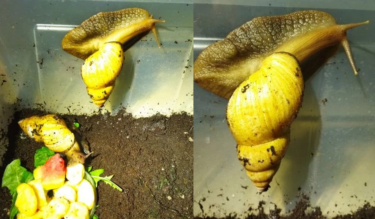 Warszawa: strażnicy przyjechali do dwóch afrykańskich ślimaków, które ktoś porzucił na pojemniku