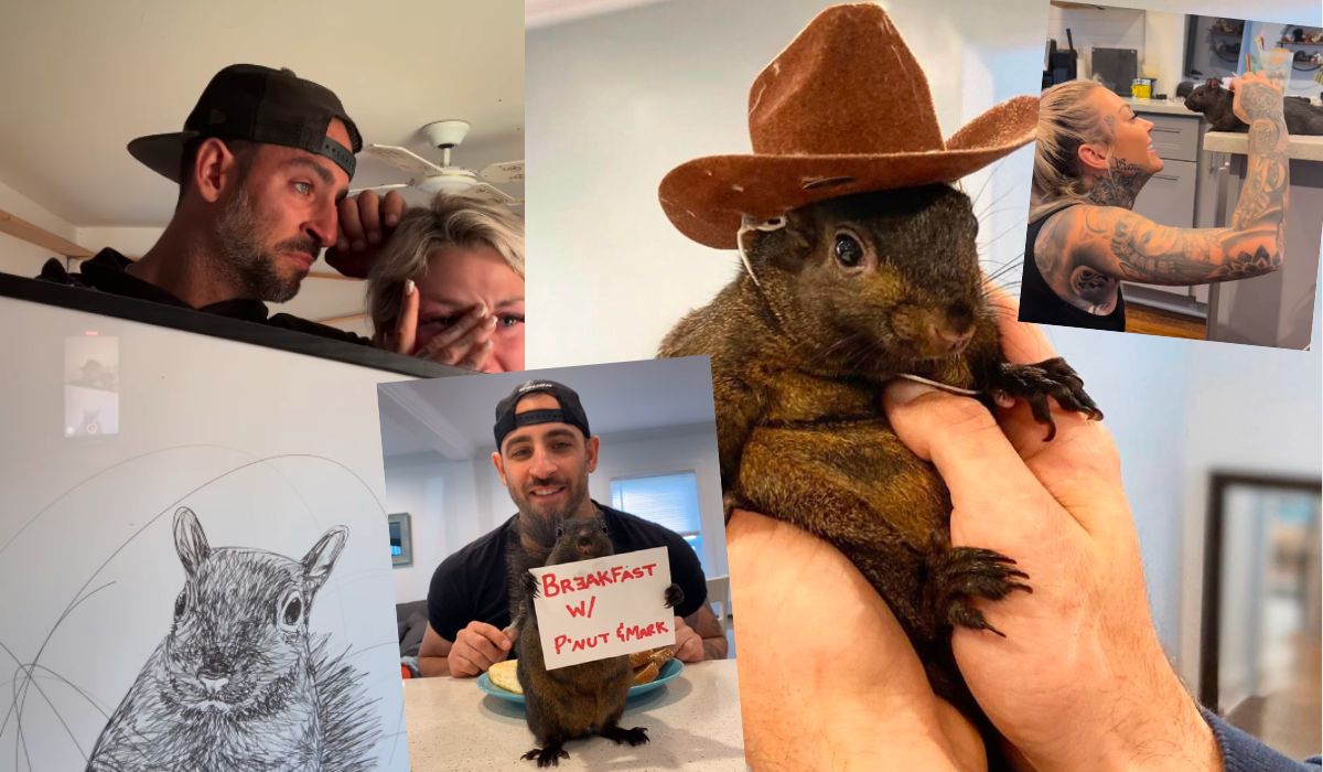 USA: władze uśpiły sławną wiewiórkę-instagramerkę, którą obserwowało 0,5 mln osób