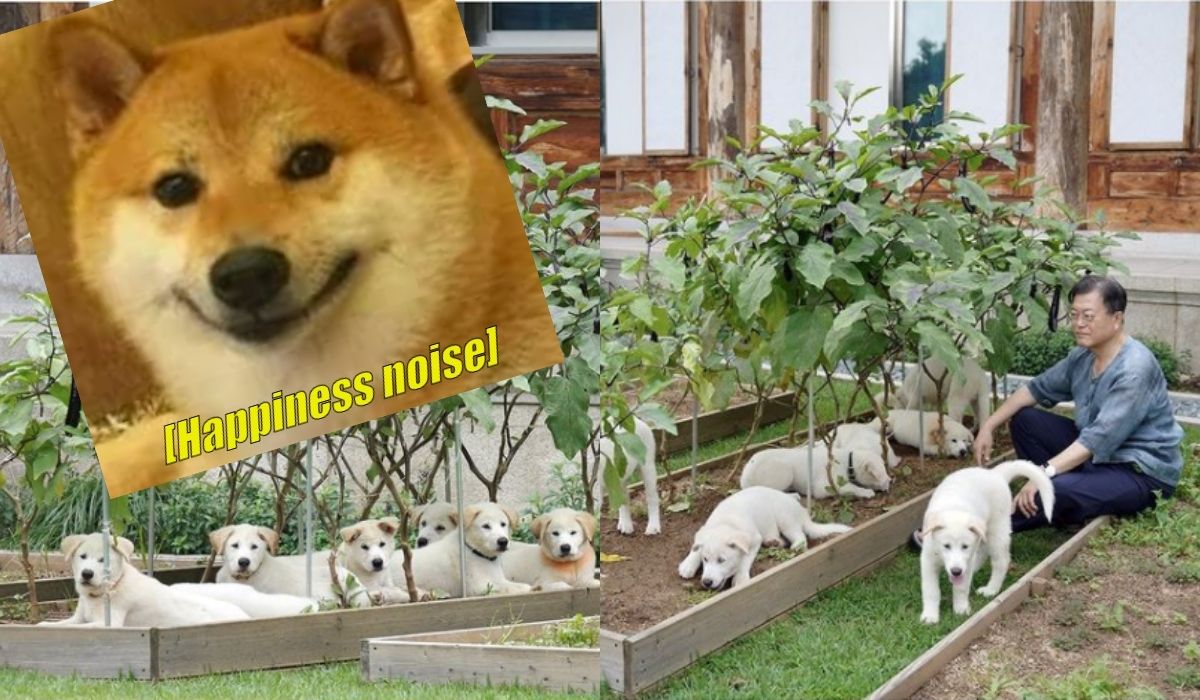 Prezydent Korei Południowej przebąkuje, że może już czas zakazać jedzenia psiny