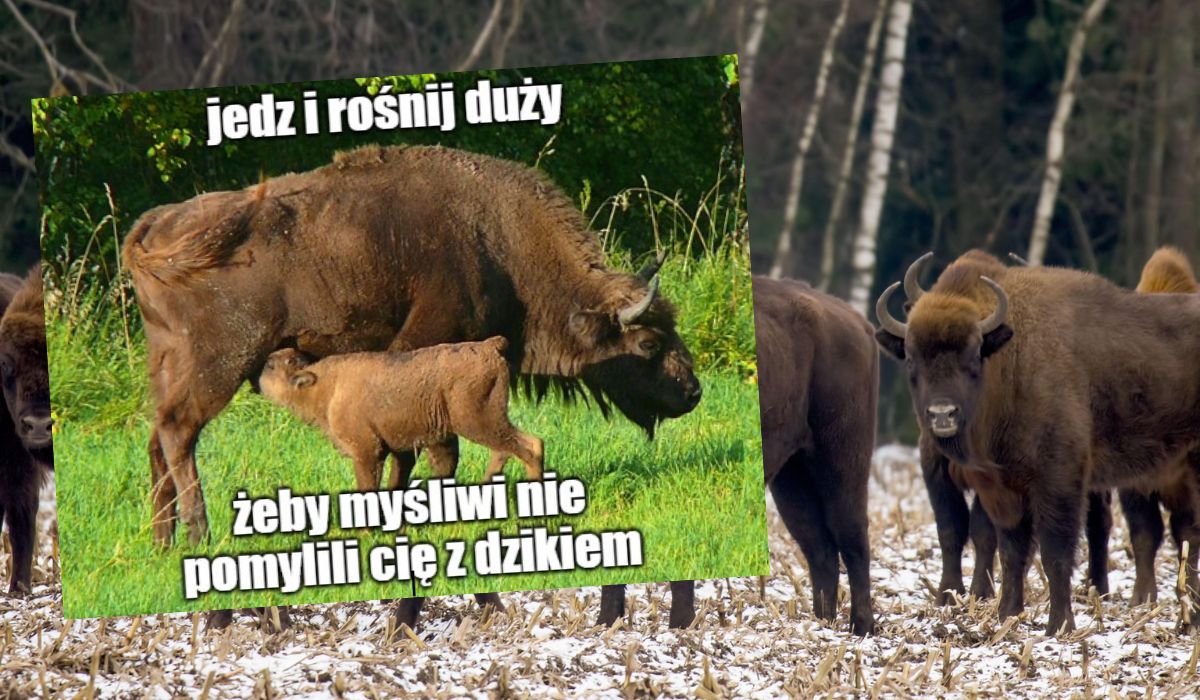 Dzięki wspólnym wysiłkom udało się doprowadzić do rekordowo dużej populacji bieszczadzkich żubrów
