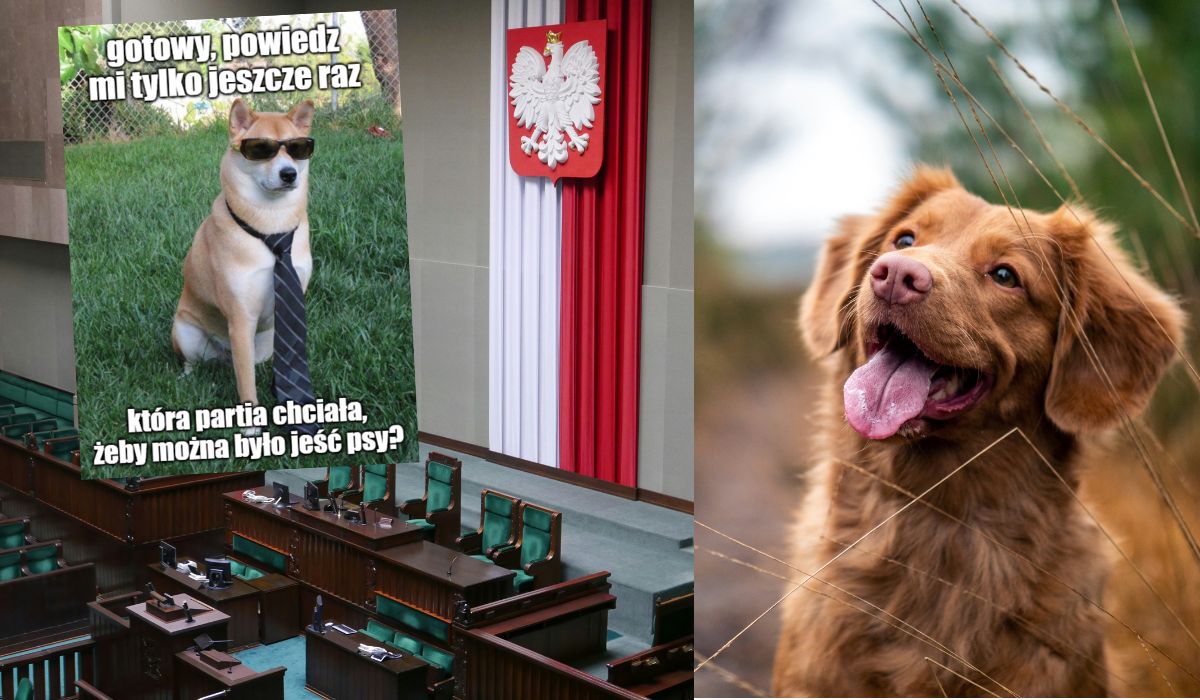 Dzięki nowym przepisom do Sejmu będzie można wchodzić z psami, ale nie do sali posiedzeń