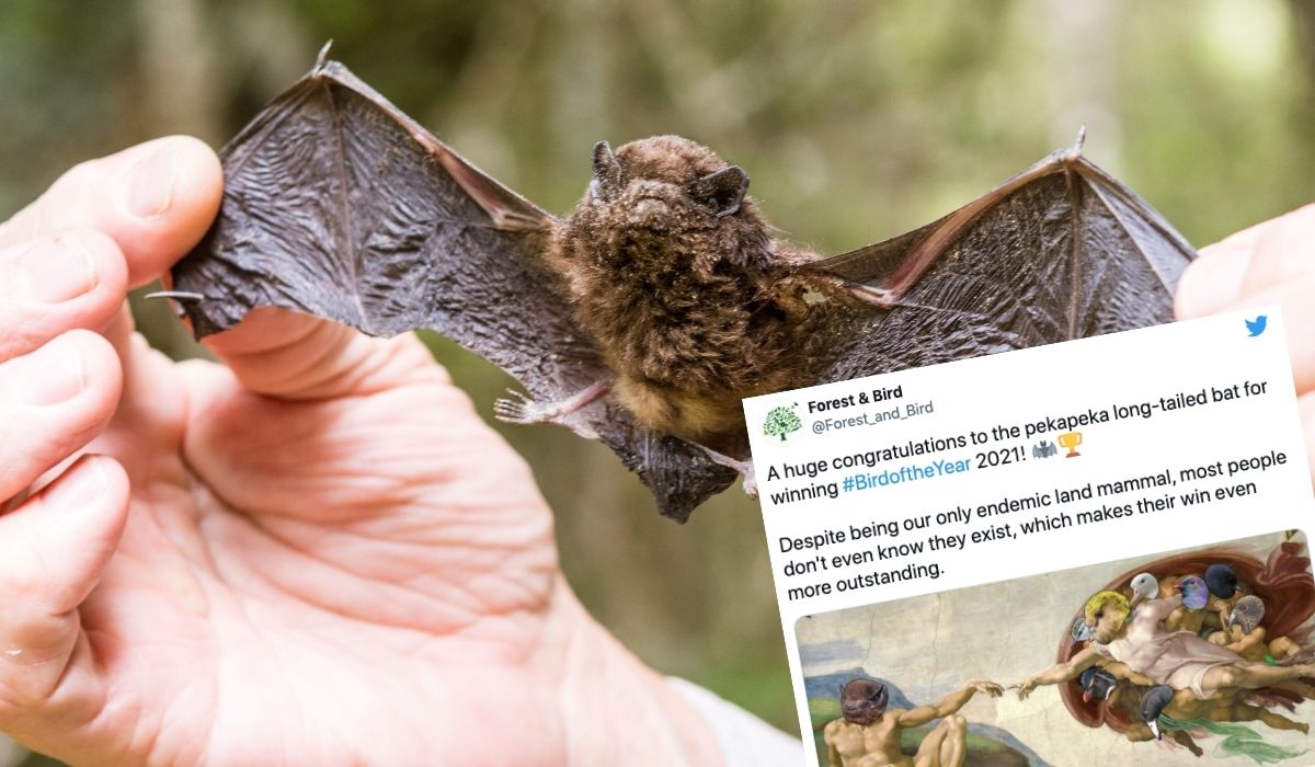 Konkurs na ptaka roku z jakiegoś powodu wygrał nietoperz