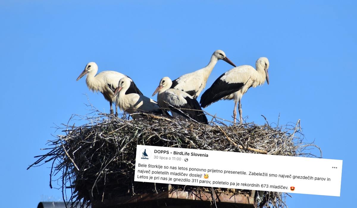 Bociani boom w Słowenii, odnotowano rekordową liczbę dorosłych osobników oraz piskląt