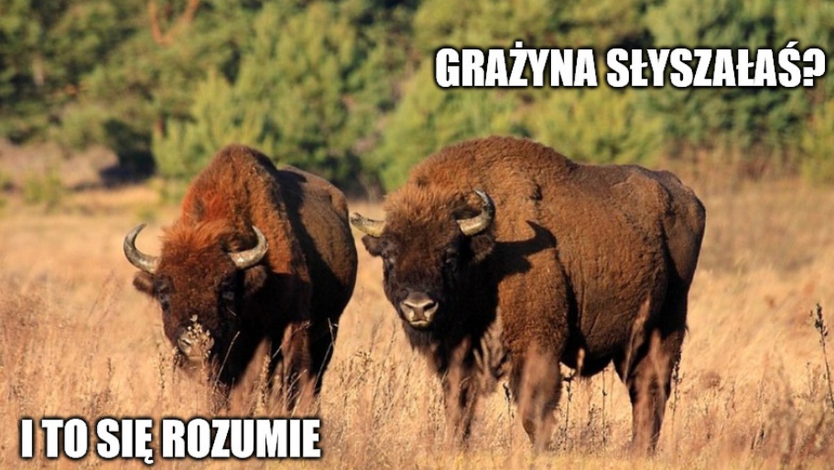 Hiszpania: władze chcą sprowadzić żubry do lasów, żeby pomogły zapobiegać pożarom