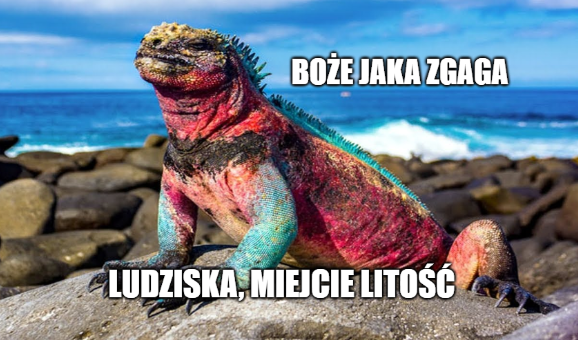 Galapagos: stężenie plastiku jest tak duże, że znajduje się także w organizmach dużych zwierząt