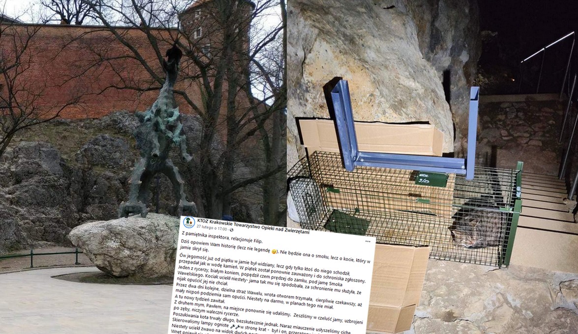 Kraków: okazało się, że pod smokiem wawelskim żyje sobie kitku