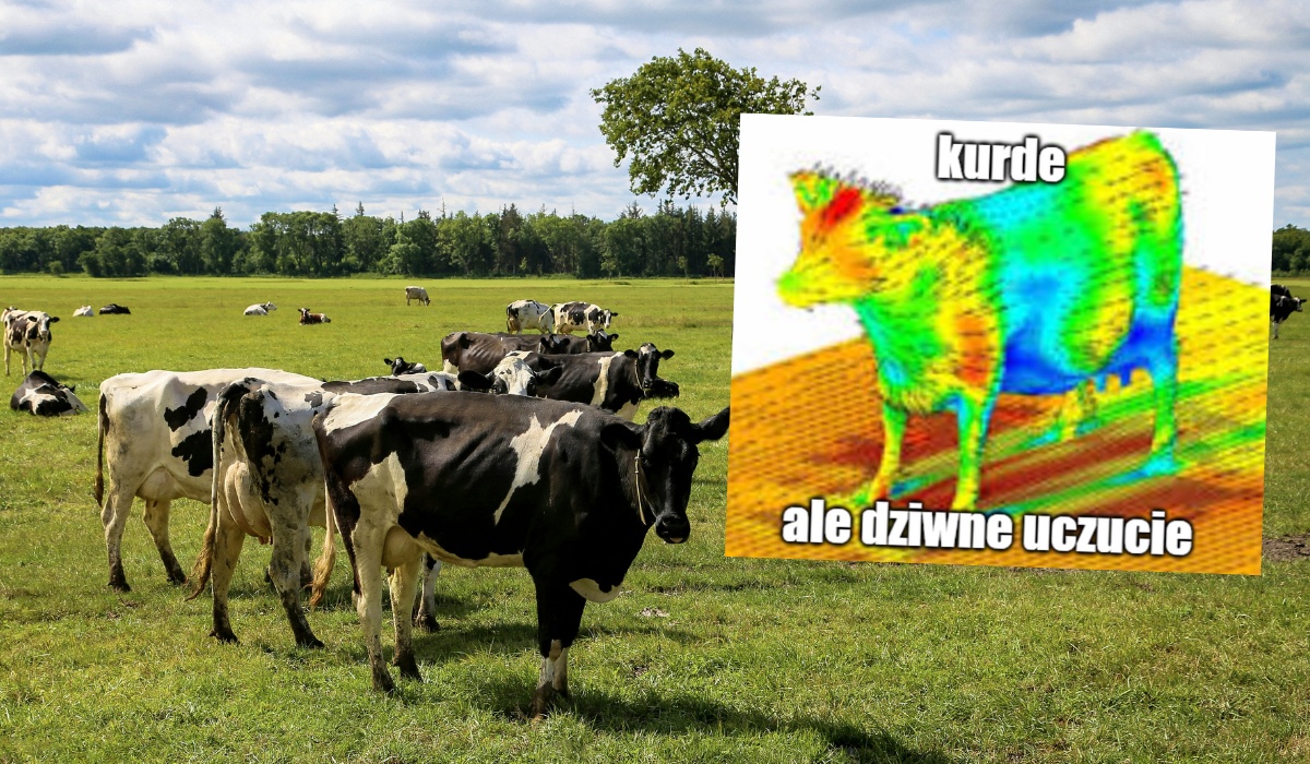 Dania wyda 70 mln euro na specjalny dodatek do paszy, żeby krowy wypierdziały mniej metanu