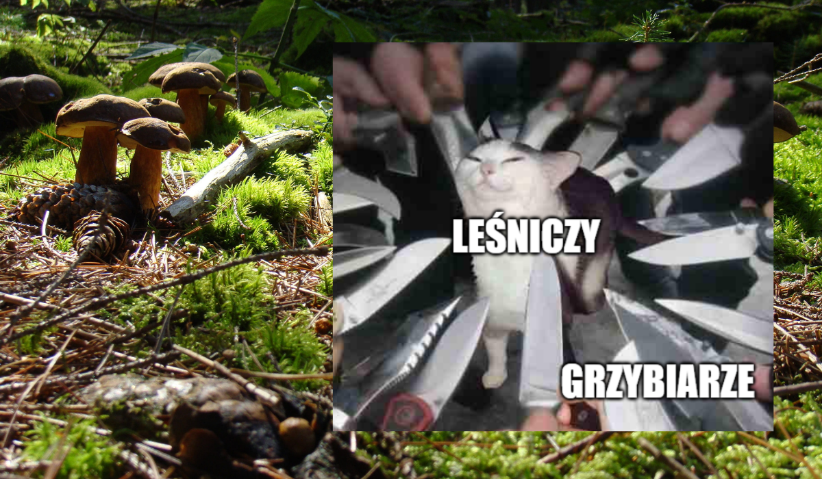 Gangi grzybiarzy grasują w podkarpackich lasach tak sprawnie, że czasem leśniczy się boją