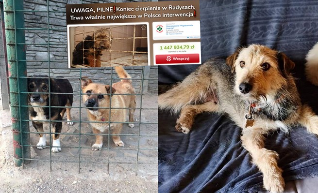 Interwencja w schronisku w Radysach i ratowanie piesków to jedna z najlepszych rzeczy w Polsce w 2020 roku