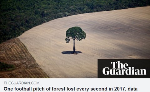 "Co sekundę na świecie tracimy las o powierzchni boiska piłkarskiego"