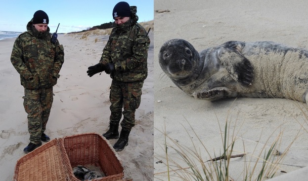 Straż Graniczna uratowała małą fokę i teraz foka ma na imię Słupek