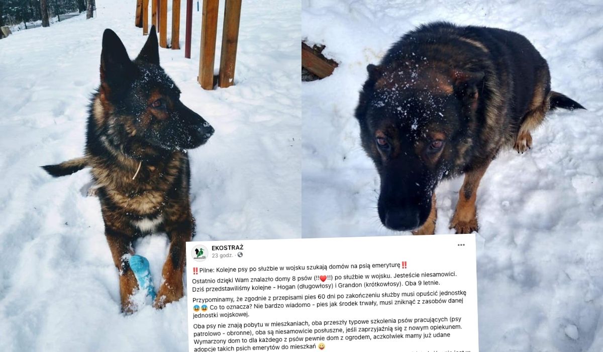 Psy po służbie w wojsku szukają jakiejś opcji na emeryturę, bo nic nie odłożyły a jednostka musi się ich pozbyć