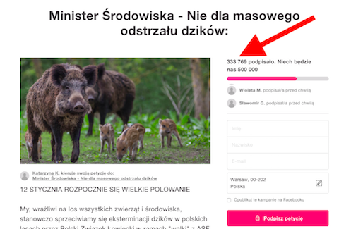330 tysięcy podpisów pod petycją przeciwko rzezi dzików