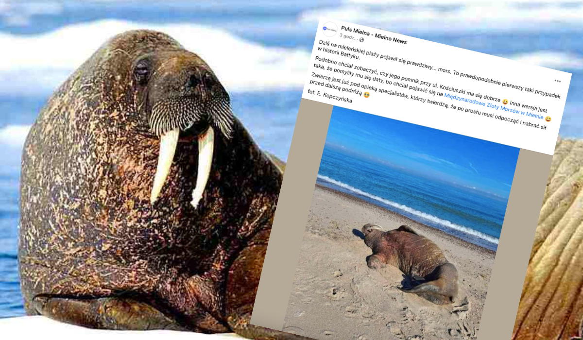 Na plaży w Mielnie chillował sobie mors arktyczny, trochę poleżał i postanowił wrócić do domu