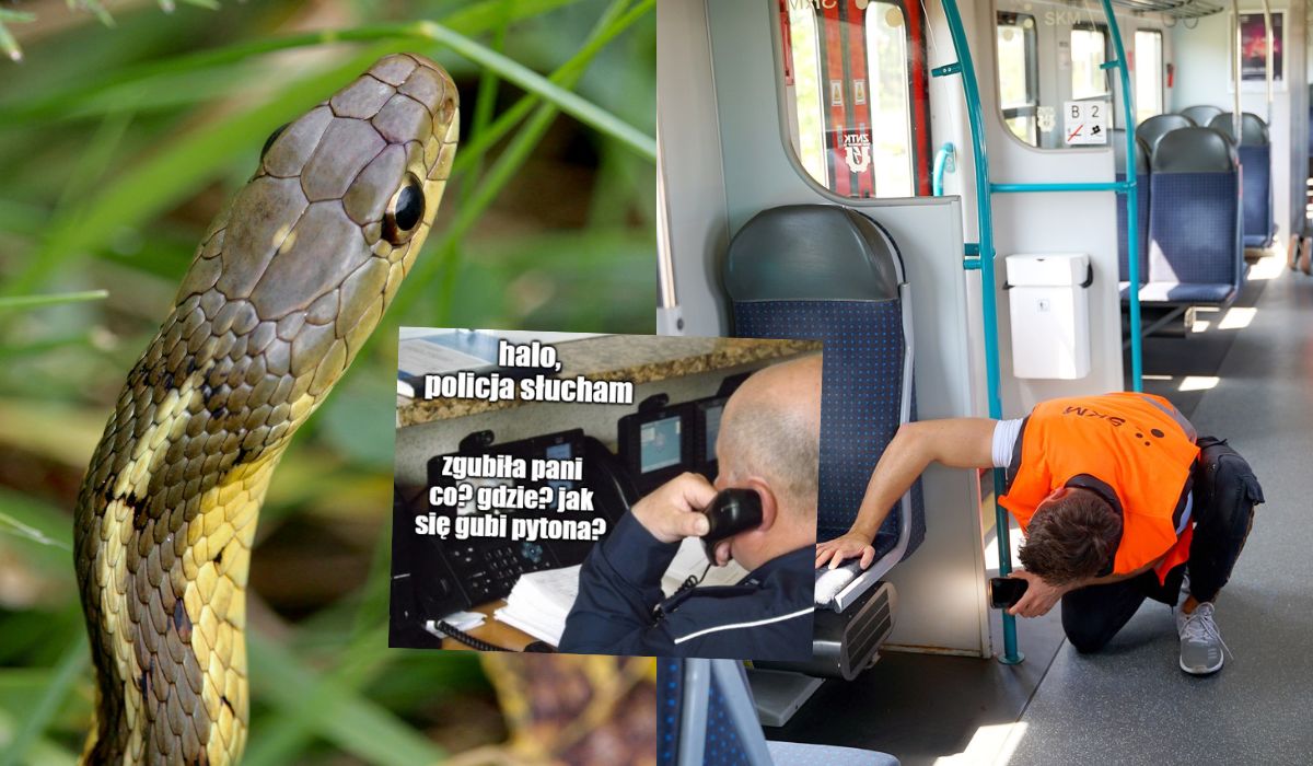 Gdańsk: udało się znaleźć pytona, który zgubił się jednej pani w komunikacji miejskiej