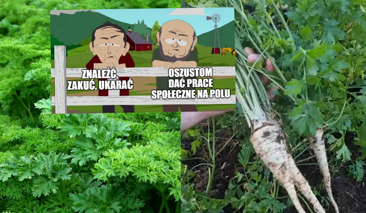 Polscy rolnicy zostali oszukani, zamiast pietruszki korzeniowej wyrosła im naciowa, ministerstwo bada sprawę