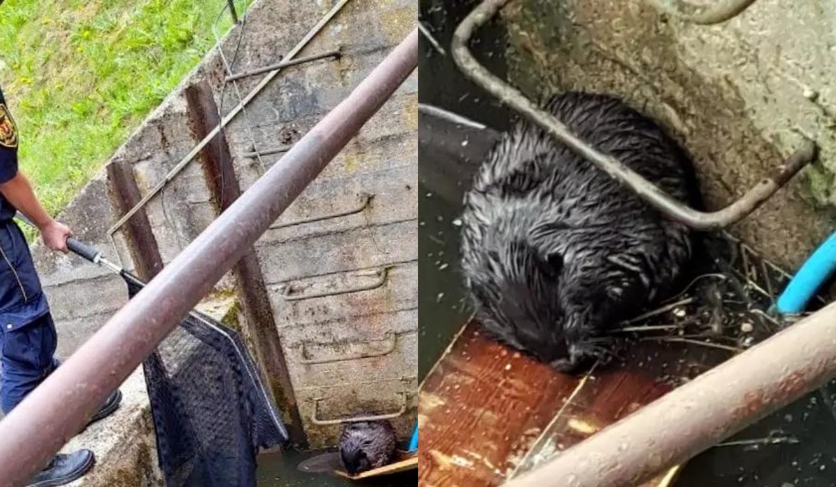 Gdańsk: straż miejska uratowała bobra przed utonięciem, pływał resztkami sił w zbiorniku z gładkimi ścianami