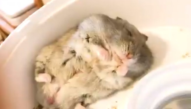 Japonia: nagranie chomika śniącego o jedzeniu stało się viralem