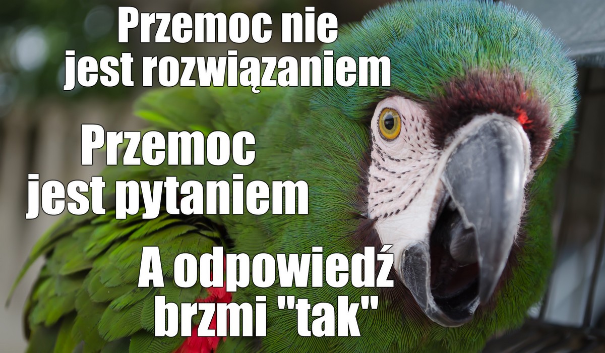Mosina: papuga grasuje po spokojnym mieście, atakuje rowerzystów i dzieci
