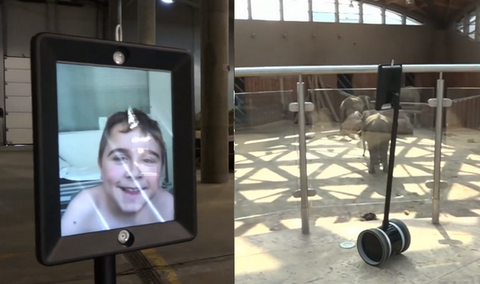 W poznańskim zoo jest robot, który umożliwia zwiedzanie dzieciom ze szpitala