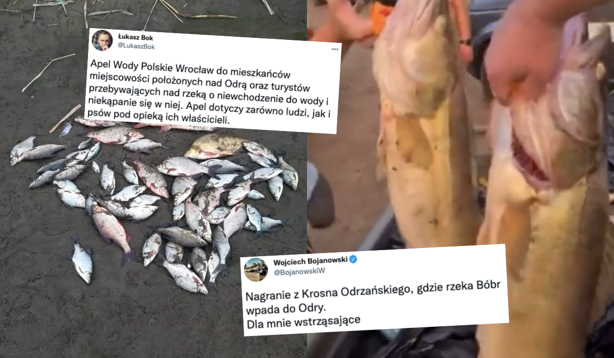Wyłowiono kolejne tysiące martwych ryb z Odry, Inspektor Ochrony Środowiska zawiadomił prokuraturę