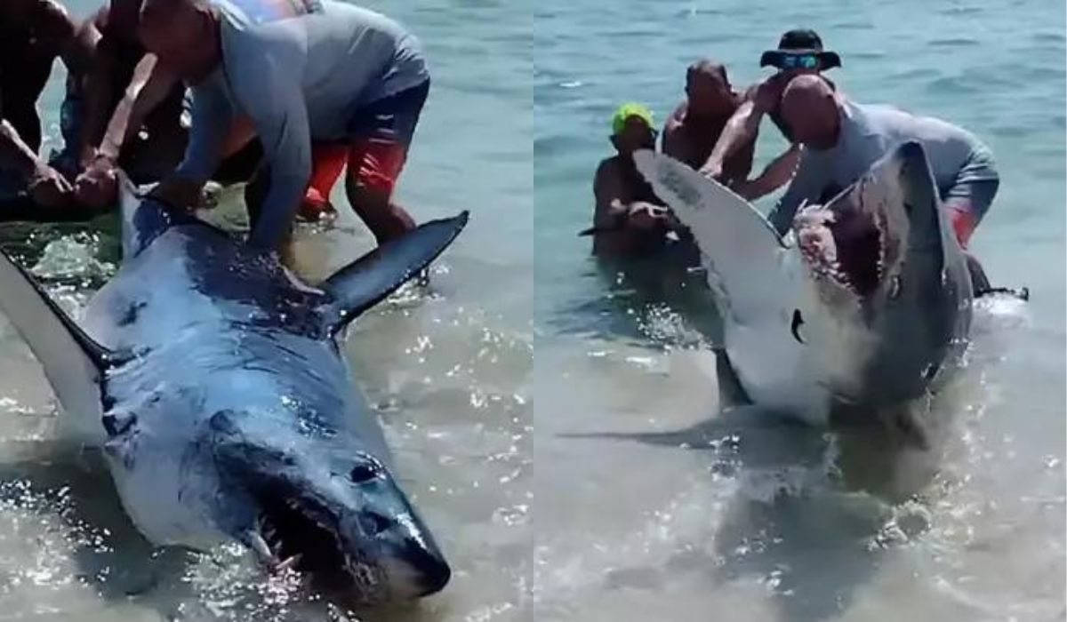 Floryda: plażowicze zobaczyli rekina na brzegu, wepchnęli go z powrotem do wody