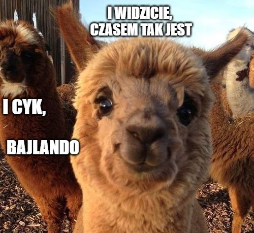 Złodziej przestraszył się rozgłosu i oddał ukradzione alpaki