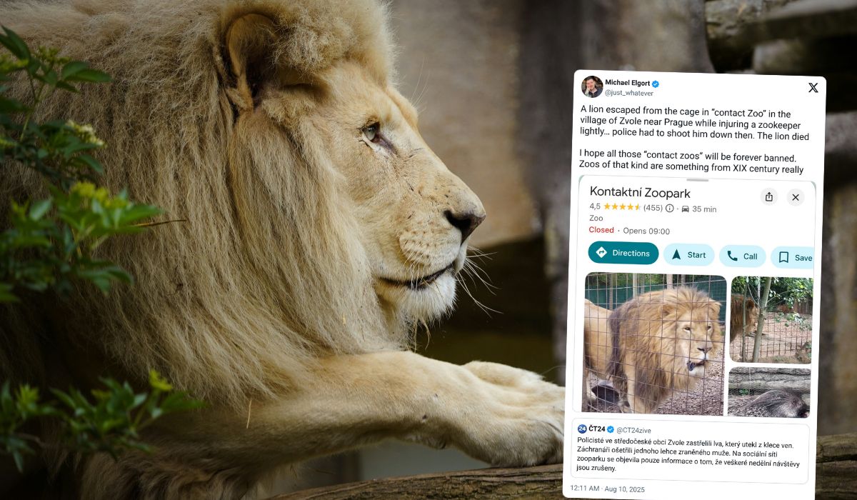 Czechy: lew wydostał się z zoo, bo zwyczajnie przekopał się pod ogrodzeniem