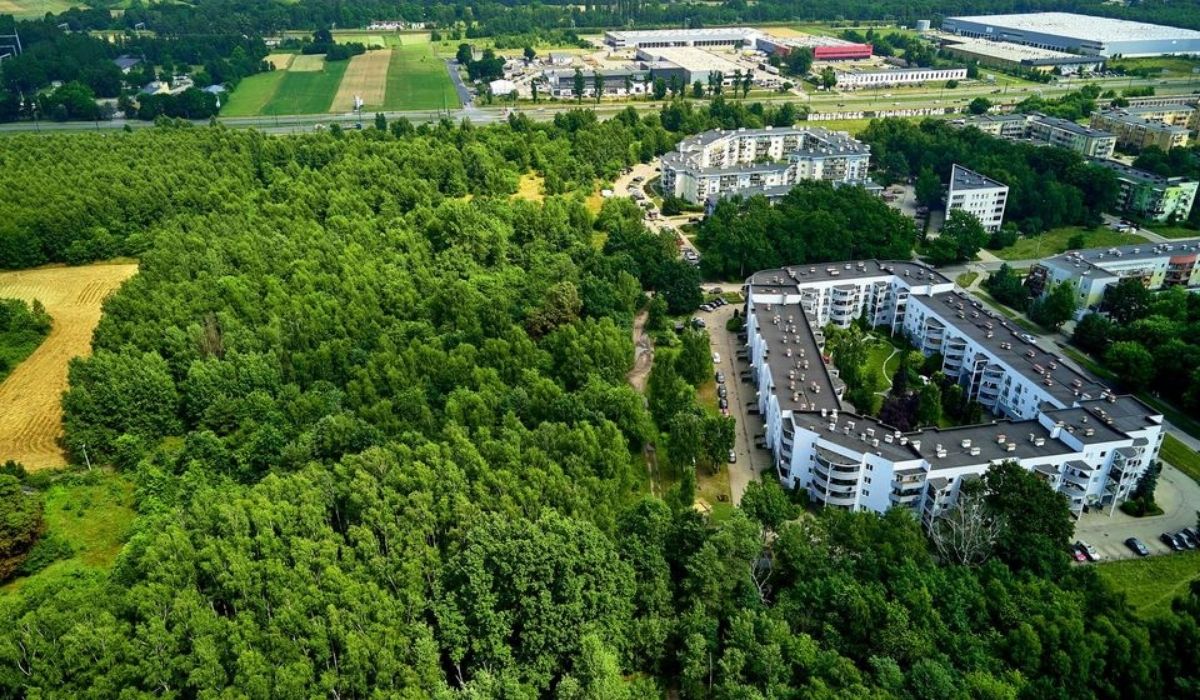 Polskie miasta nie chcą być jak Kutno i sadzą drzewa żeby przeciwdziałać betonozie