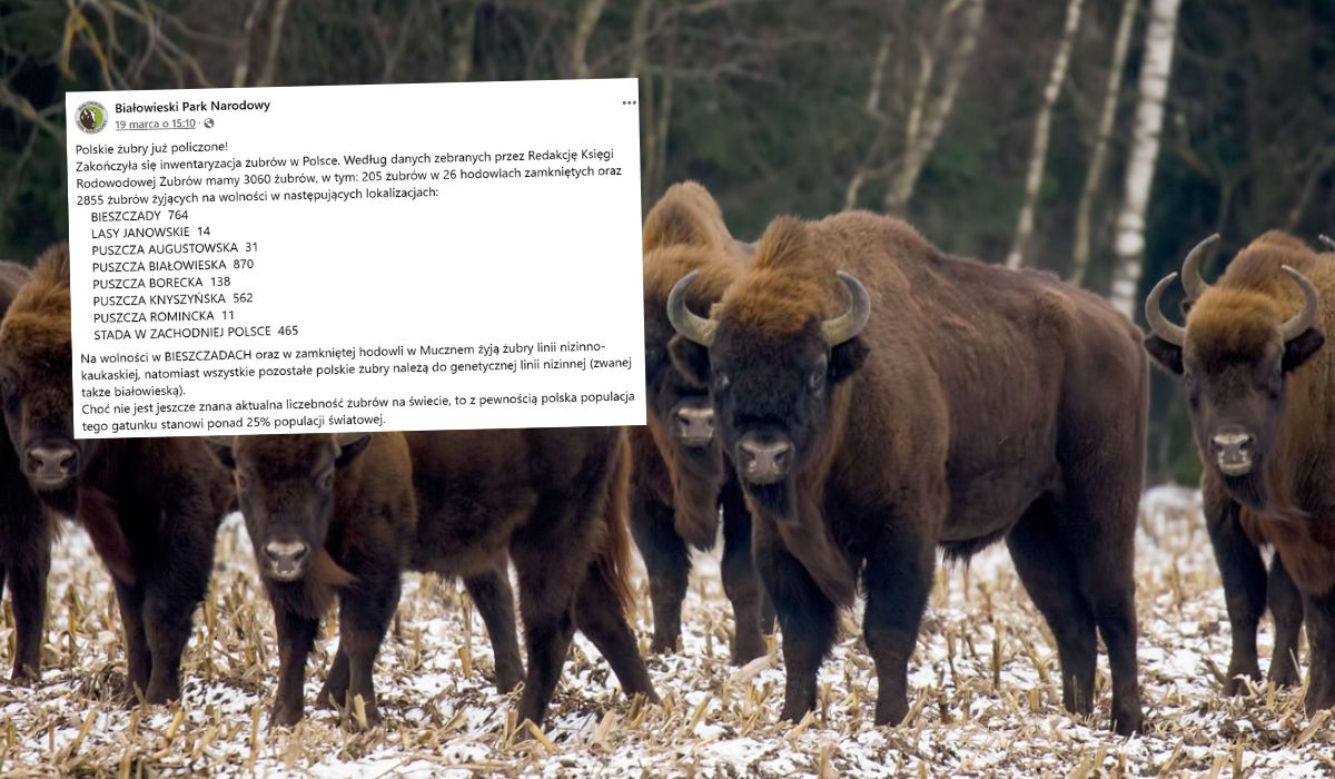 Polskie żubry mają się dobrze i w tym roku jest ich jeszcze więcej niż w poprzednim