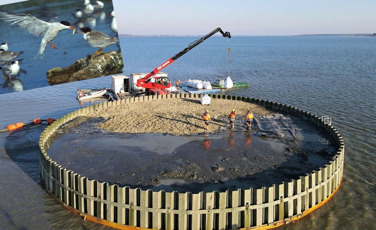 Na Jeziorze Goczałkowickim powstała ptasia wyspa. Ma pomóc ptakom bezpiecznie wyprowadzać swoje lęgi
 