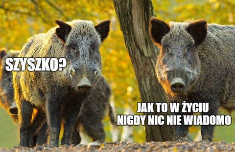 Jan Szyszko krytykuje odstrzał dzików