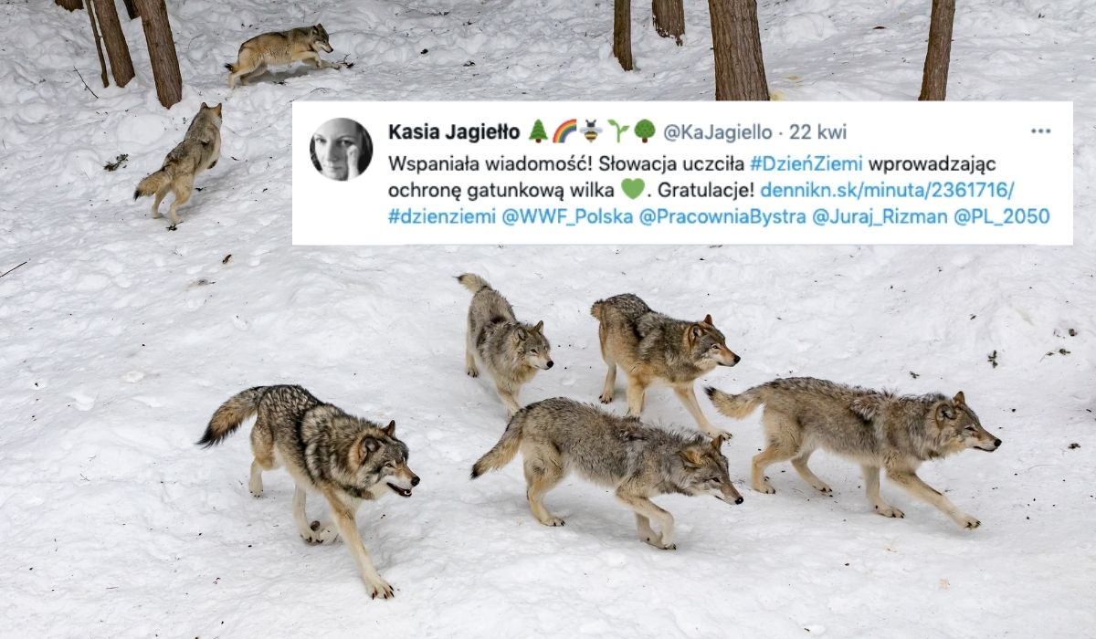 Słowacja: od 1 czerwca wchodzi zakaz polowań na wilki