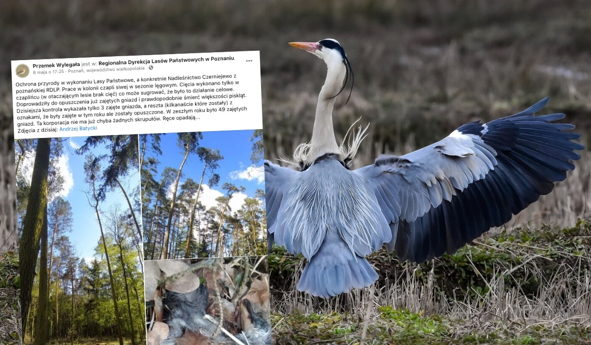 Nadleśniczy z Czerniejewa, gdzie wycięto drzewa z gniazdami czapli siwej, stracił robotę 