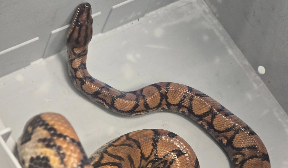 Wrocław: ktoś chyba zgubił węża boa, bo zwiedzał sobie swobodnie śmietnik i budził mieszane uczucia