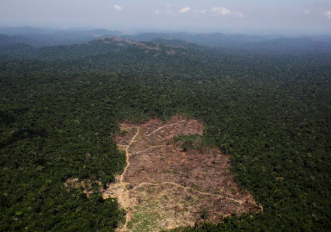 Amazonia: w ciągu roku wycięto lasy na obszarze równym milionowi boisk piłkarskich