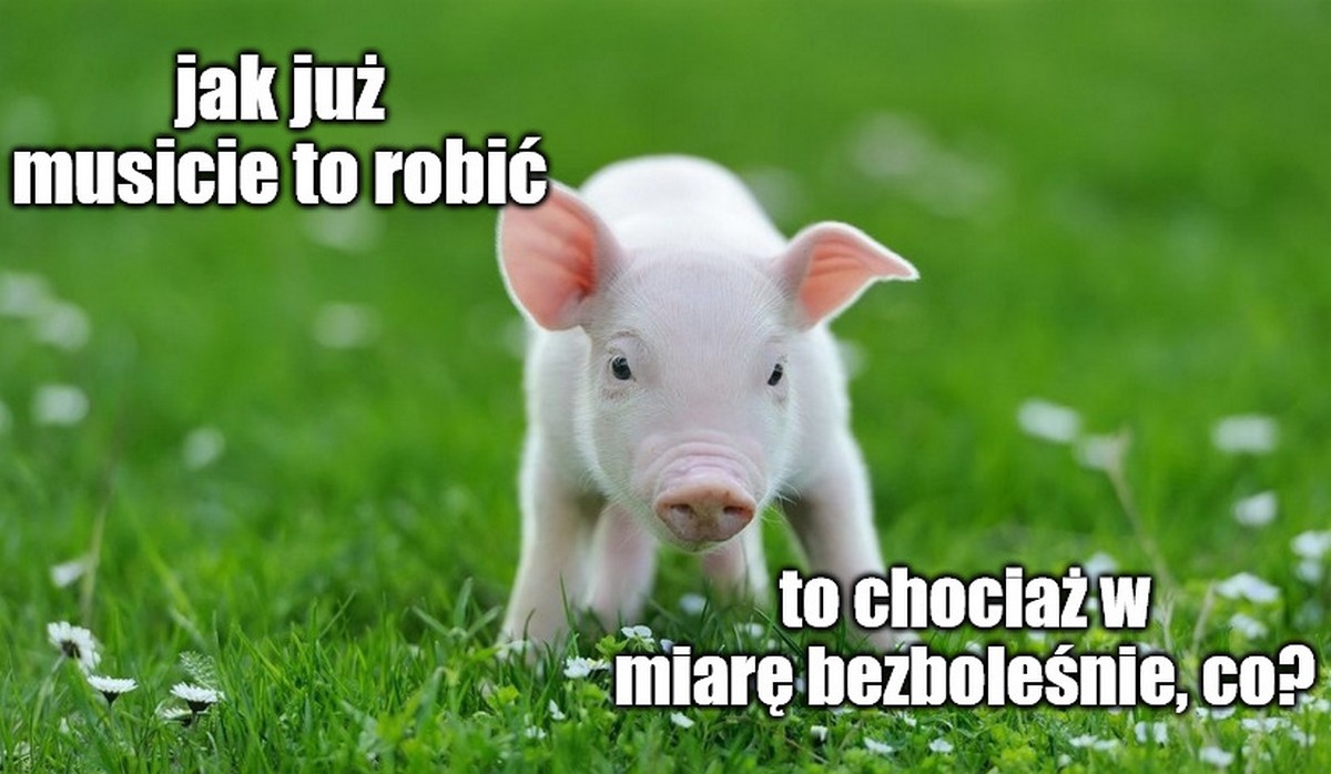 Czechy: władze chcą instalować kamery na terenie rzeźni, żeby pilnować dobrostanu zwierząt