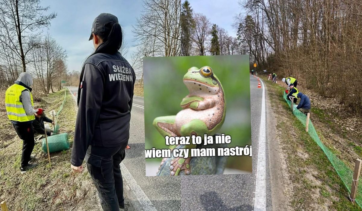 Lubelskie: osadzeni pilnowali żab na drogach, żeby mogły oddać się rozmnażaniu zamiast ginąć pod kołami
