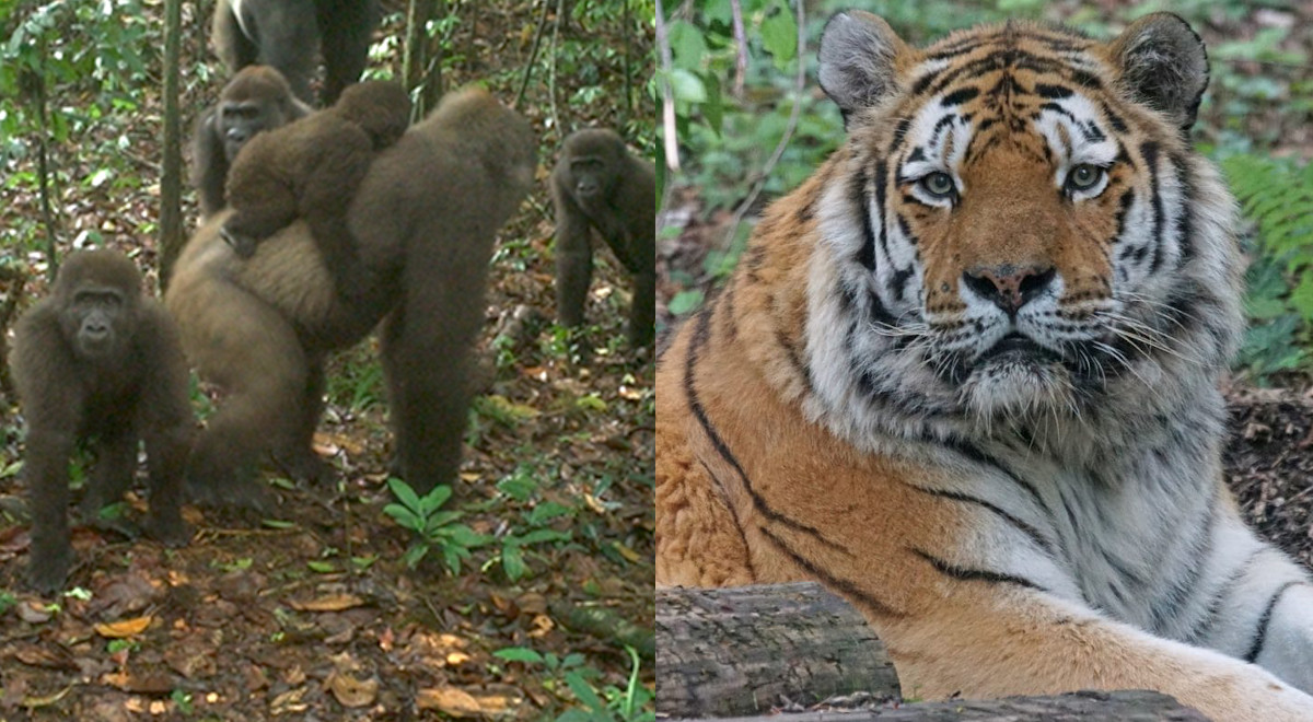 Wysiłki przyniosły efekt: populacje goryli i tygrysów powoli się odradzają