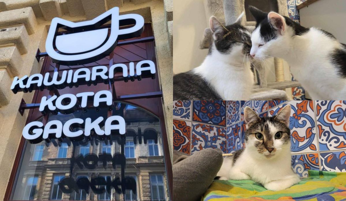 Szczecin: w hołdzie Gackowi, słynnemu kitkowi i atrakcji turystycznej, powstaje kocia kawiarnia