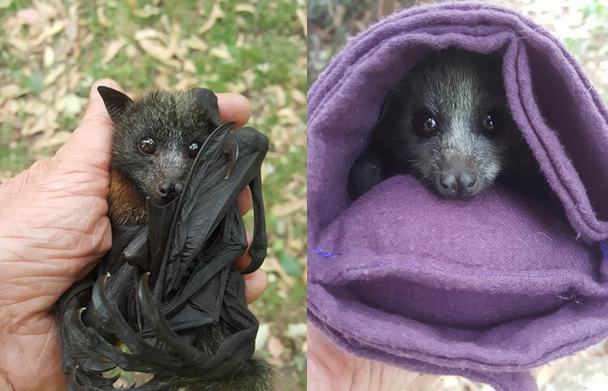 W Australii jest tak gorąco, że trzeba było ratować nietoperze w jaskiniach
