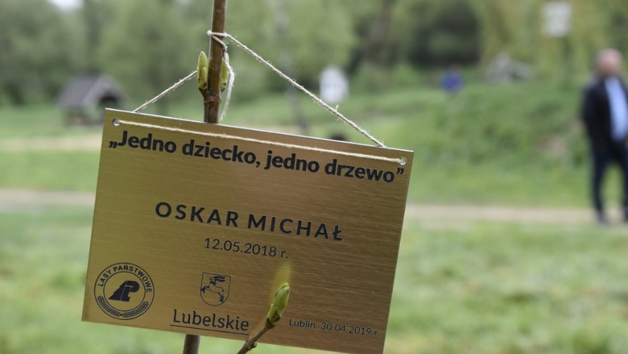 Lubelscy leśnicy wracają do tradycji sadzenia drzew, kiedy rodzi się dziecko