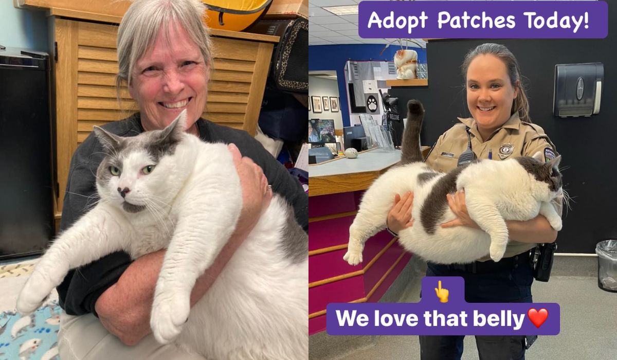 USA: 18-kilogramowy giga-kitku znalazł nowego właściciela i czeka go dieta