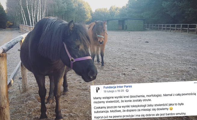 Rodzone: ktoś otruł konie, które fundacja wykorzystywała do hipoterapii