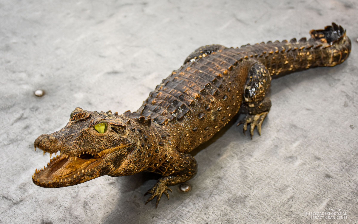 Krościenko: mundurowi sprawdzali samochód Ukraińca, okazało się, że miał krokodyla w bagażniku